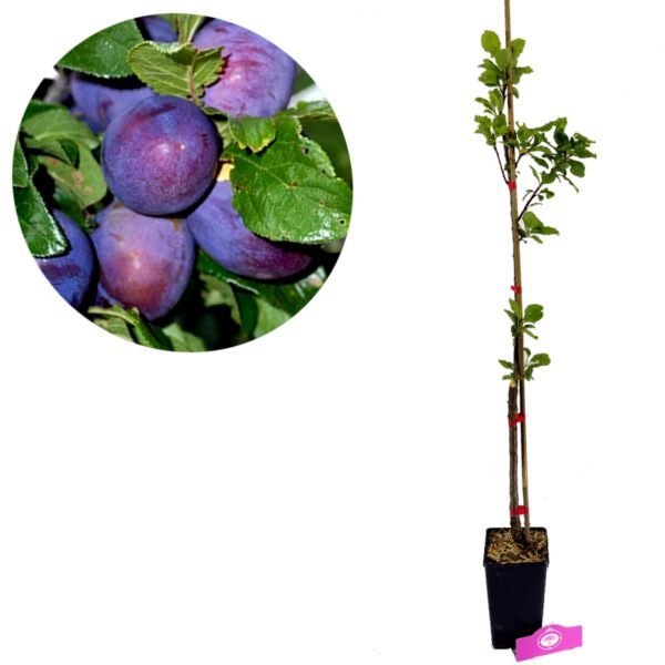 Prunus Domestica 'President', Pruimenboom, 1,5 Liter pot