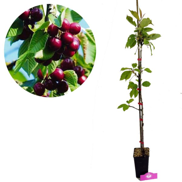 Prunus avium ‘Kordia’ Kersenboom, 1,5 Liter pot