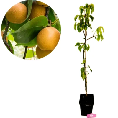 Pyrus pyrifolia 'Hosui', japanskt Nashi-päron, 5 liters kruka