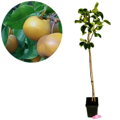 Pyrus pyrifolia 'Kosui', japanskt Nashi-päron, 5 liters kruka