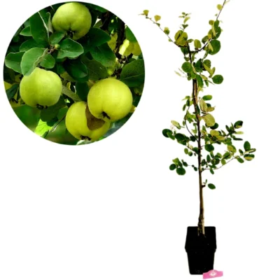 Cydonia oblonga 'Leskovacz', Quince tree, 5 liter pot