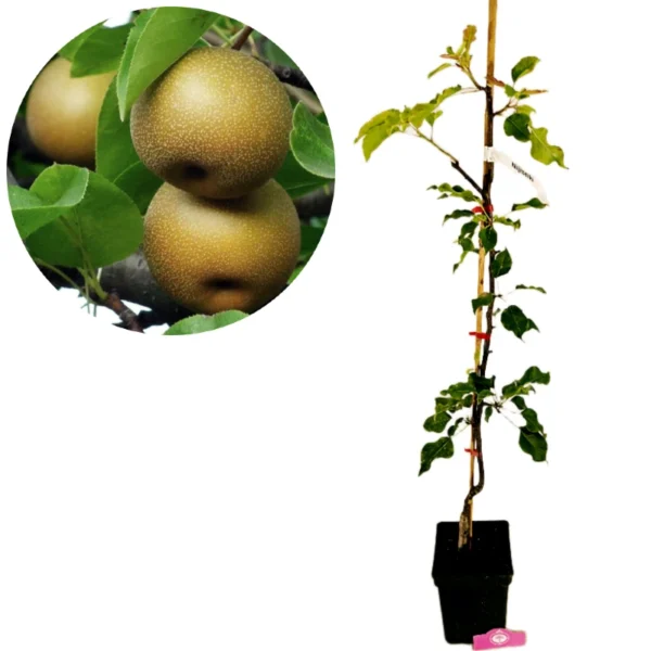 Pyrus pyrifolia ‘Nijisseiki’, Japanse Nashipeer, 5 liter pot