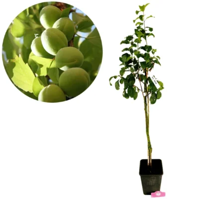 Prunus Domestica 'Reine Claude Verte', Prunier, pot de 5 litres
