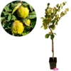 Cydonia oblonga 'Vranja', Kweepeerboom, 5 liter pot
