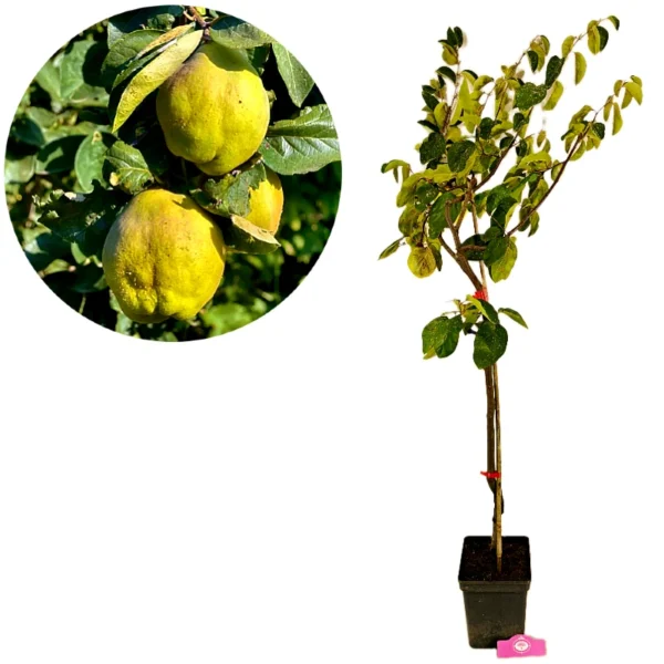 Cydonia oblonga 'Vranja', Kweepeerboom, 5 liter pot