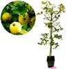 Cydonia oblonga 'Champion', Kweepeerboom , 5 liter pot