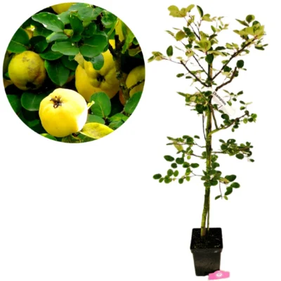Cydonia oblonga 'Champion', Quince Tree, 5 liter pot