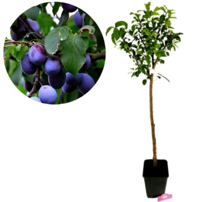 Prunus Domestica 'Hauszwetsche', Prunier, pot de 5 litres