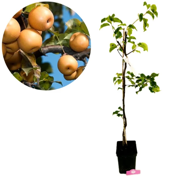 Pyrus pyrifolia 'Shinko', japansk Nashi-pære, 5 liters gryde