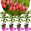 Set van 4 kiwibessen- Actinidia arguta ‘Ken's Red’ – Kiwibes - Hoogte 25cm – 9cm pot