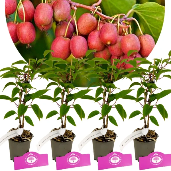 Lot de 4 kiwiberries - Actinidia arguta 'Ken's Red' - Kiwiberry - Hauteur 25cm - Pot de 9cm