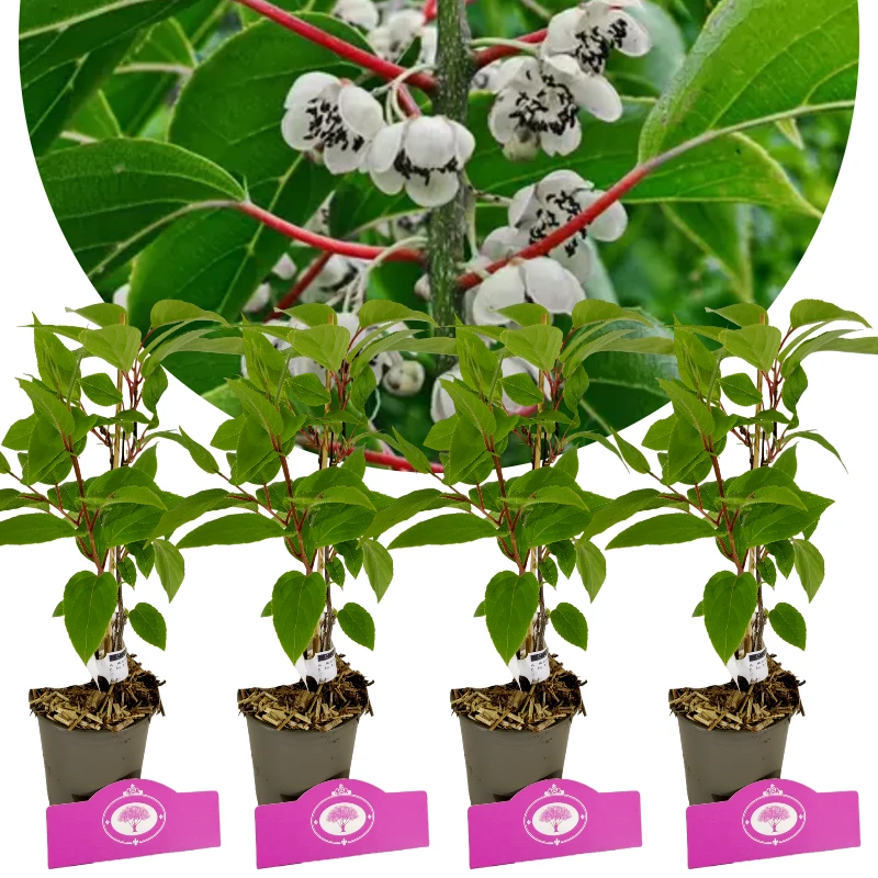 Set van 4 kiwibessen- Actinidia arguta ‘Weiki’ – Mannelijke Kiwibes- Hoogte 25cm – 9cm pot