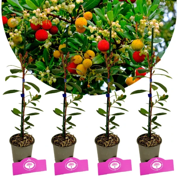 Lot de 4 fraisiers - Arbutus unedo 'Cobra' - Hauteur 35cm - Pot de 9cm