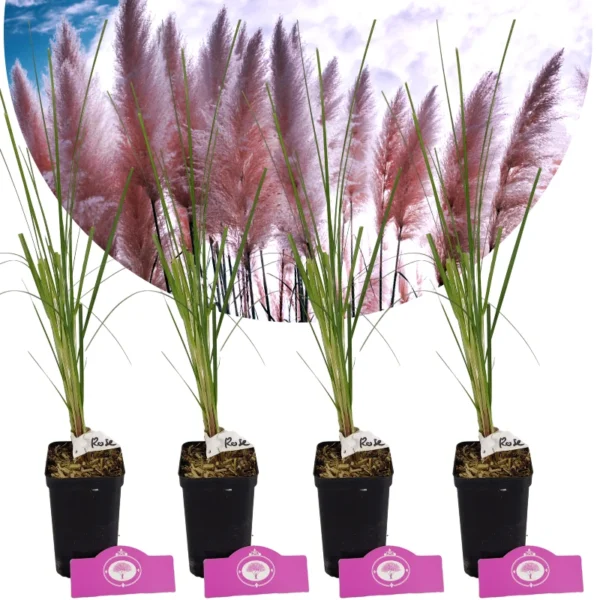 Set de 4 Herbe de Pampa Rose - Cortaderia Selloana 'Rose Plume' - Hauteur 35cm - Pot de 9cm