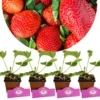 Set van 4 Reuze Aardbeien -  Fragaria ananassa 'Colossus' - Hoogte 20cm - 9cm pot