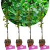 Set Van 4 Japanse Notenboom - Ginkgo biloba - Hoogte 60cm – 9cm pot