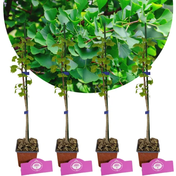 Set med 4 japanska valnötsträd - Ginkgo biloba - höjd 60 cm - 9 cm kruka