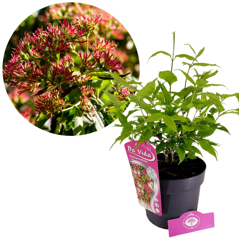 Heptacodium miconioides, Sieben-Sonnen-Baum , 3 Liter Topf