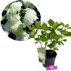 Hydrangea arborescens 'Annabelle', Hortensia, 3 liter pot