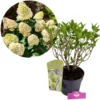 Hydrangea paniculata 'Skyfall', Pluimhortensia, 3 liter pot