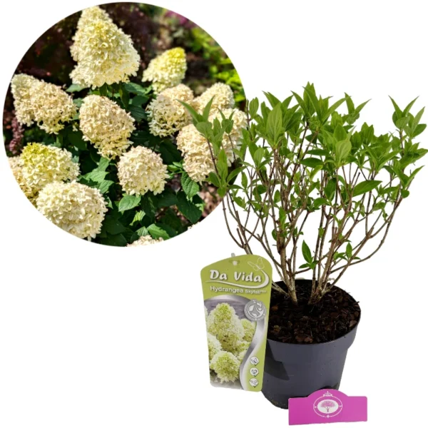 Hydrangea paniculata 'Skyfall', Pluimhortensia, 3 liter pot