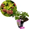 Hydrangea quercifolia 'Ruby Slippers', Eikenbladhortensia, 3 liter pot