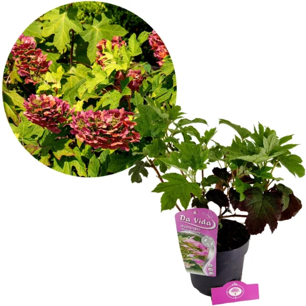 Hydrangea quercifolia 'Ruby Slippers', Eikenbladhortensia, 3 liter pot