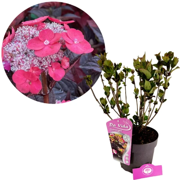 Hydrangea serrata 'Daredevil', Hortensia japonais de montagne, pot de 3 litres