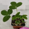 Set van 4 Reuze Aardbeien -  Fragaria ananassa 'Colossus' - Hoogte 20cm - 9cm pot - Afbeelding 4