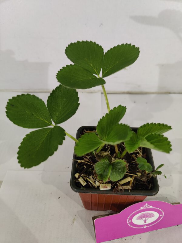Set van 4 Reuze Aardbeien -  Fragaria ananassa 'Colossus' - Hoogte 20cm - 9cm pot - Afbeelding 4