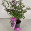 Syringa 'Red Pixie', Dwergsering, 3 liter pot - Afbeelding 4