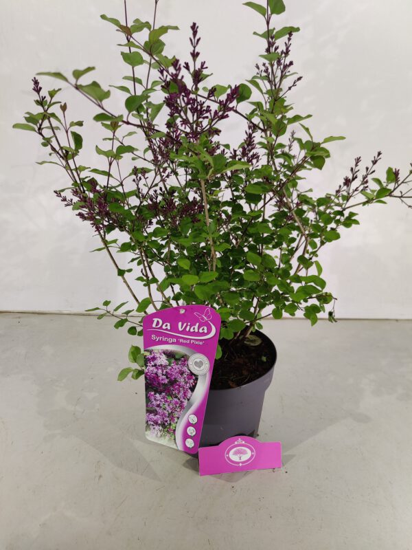 Syringa 'Red Pixie', Dwergsering, 3 liter pot - Afbeelding 4