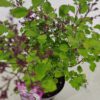 Syringa 'Red Pixie', Dwergsering, 3 liter pot - Afbeelding 3
