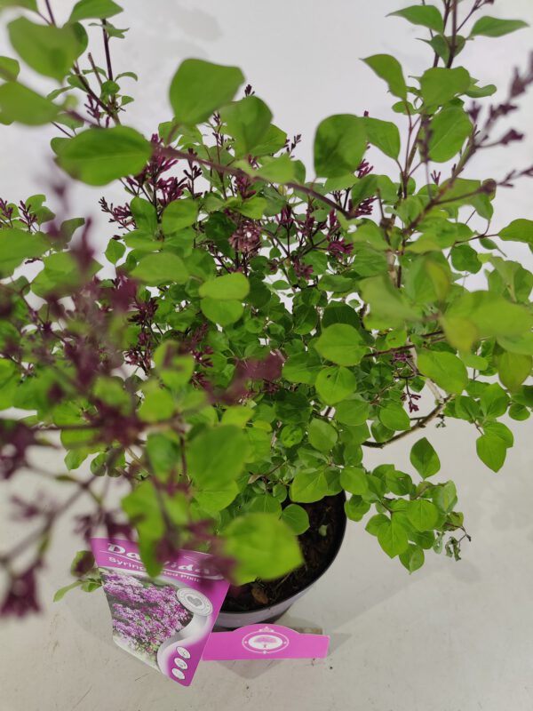 Syringa 'Red Pixie', Dwergsering, 3 liter pot - Afbeelding 3