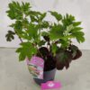 Hydrangea quercifolia 'Ruby Slippers', Eikenbladhortensia, 3 liter pot - Afbeelding 5