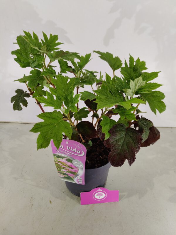 Hydrangea quercifolia 'Ruby Slippers', Eikenbladhortensia, 3 liter pot - Afbeelding 5