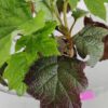 Hydrangea quercifolia 'Ruby Slippers', Eikenbladhortensia, 3 liter pot - Afbeelding 6