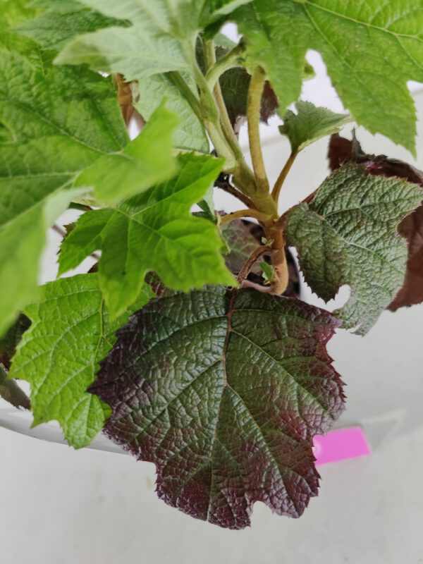 Hydrangea quercifolia 'Ruby Slippers', Eikenbladhortensia, 3 liter pot - Afbeelding 6