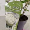 Hydrangea arborescens 'Annabelle', Hortensia, 3 liter pot - Afbeelding 5