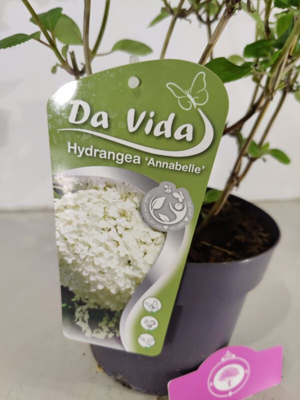 Hydrangea arborescens 'Annabelle', Hortensia, 3 liter pot - Afbeelding 5