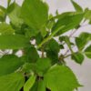 Hydrangea arborescens 'Annabelle', Hortensia, 3 liter pot - Afbeelding 6