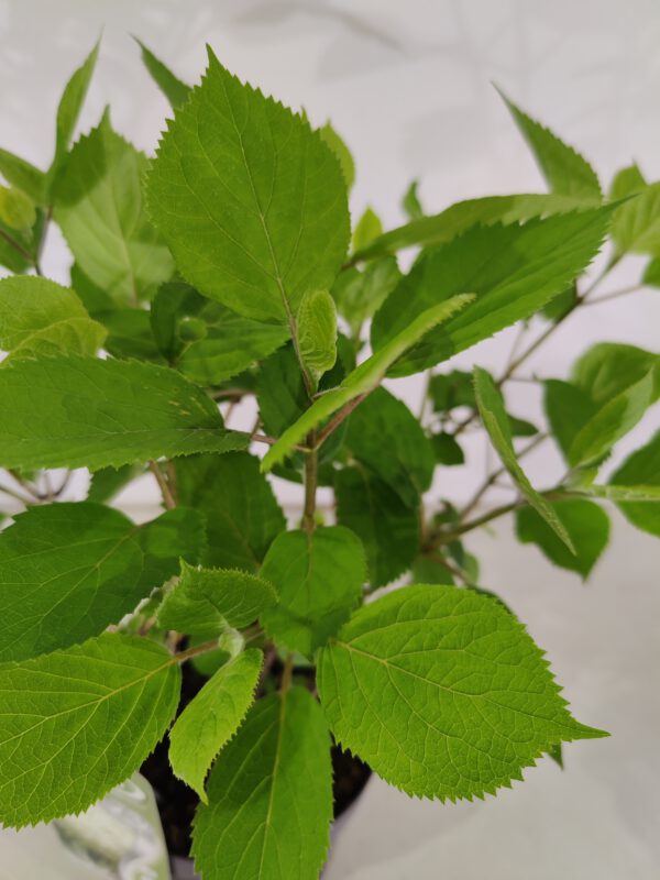 Hydrangea arborescens 'Annabelle', Hortensia, 3 liter pot - Afbeelding 6