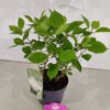 Hydrangea arborescens 'Annabelle', Hortensia, 3 liter pot - Afbeelding 4