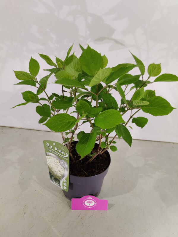 Hydrangea arborescens 'Annabelle', Hortensia, 3 liter pot - Afbeelding 4