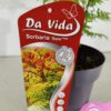 Sorbaria sorbifolia 'Sem', Lijsterbesspirea, 3 liter pot - Image 4