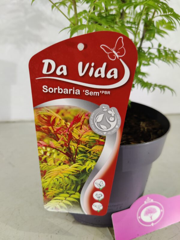 Sorbaria sorbifolia 'Sem', Lijsterbesspirea, 3 liter pot - Image 4
