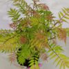 Sorbaria sorbifolia 'Sem', Lijsterbesspirea, 3 liter pot - Image 5