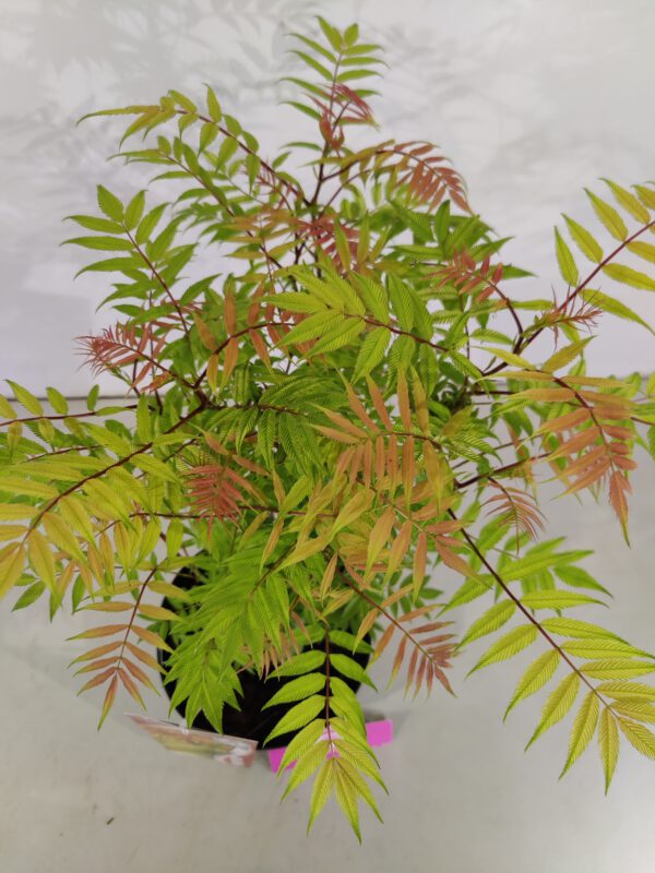 Sorbaria sorbifolia 'Sem', Lijsterbesspirea, 3 liter pot - Image 5