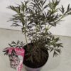 Sambucus nigra 'Black Lace', Zwarte vlier, 3 liter pot - Afbeelding 2