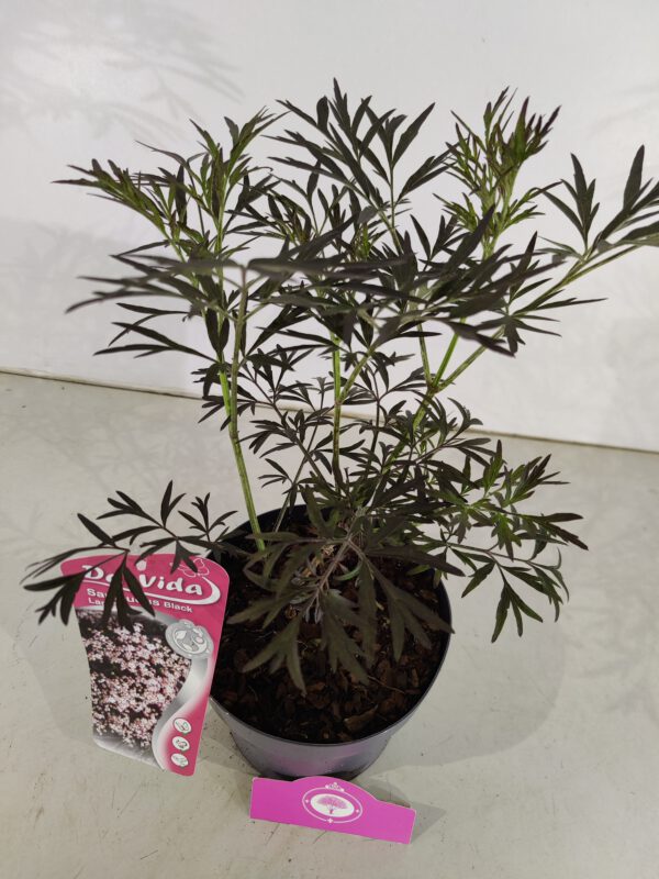 Sambucus nigra 'Black Lace', Zwarte vlier, 3 liter pot - Afbeelding 2